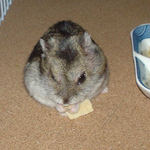 高野豆腐を食べるユウキ