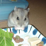 コメコメポップを食べています