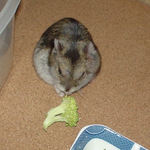 ブロッコリーを食べています