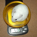 アイも少し減少