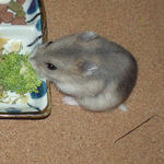 ブロッコリーを食べてます