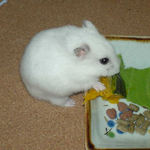 かぼちゃを食べるアイ