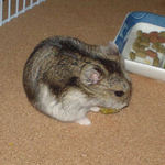 ペレット団子を食べるユウキ