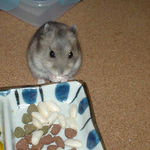 コメコメポップを食べています。