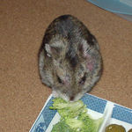 ブロッコリーを食べているユウキ