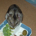 ペレット団子を食べるユウキ