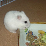 ブロッコリーを食べるアイ