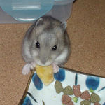 バナナチップを食べています