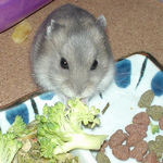 ブロッコリーに齧りついています