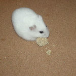 とりあえず粟の穂だけあげてみました