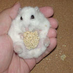 いつもの通り粟の穂腹出し食いです