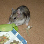 青梗菜を食べるユウキ