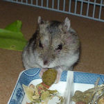 ペレット団子を食べるユウキ