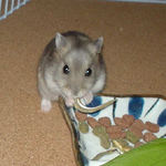 煮干を食べてます