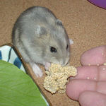 粟の穂を食べるコウキ