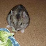 ブロッコリーを食べるユウキ