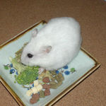 ブロッコリーを食べているアイ