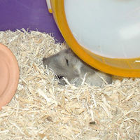 回し車の下でくつろいているコーキ