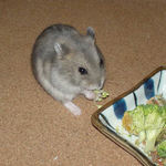 ブロッコリーを食べるコーキ