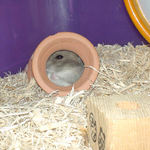 蛸壺に居ました