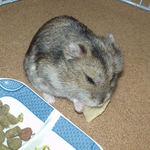 りんごチップを食べるユウキ