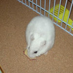 りんごチップを食べるアイ