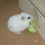 地下型巣箱にブロッコリーが支えてしまいました