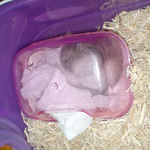 すやすや眠っているコーキ