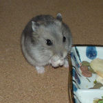 コメコメポップを食べるコーキ