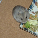 ブロッコリーを食べてるコーキ