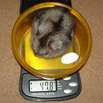 体重減少中です