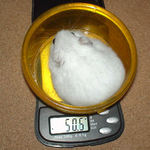 アイも体重減少