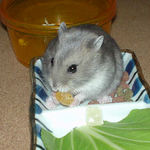 乾燥パパイヤを食べるコーキ