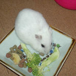 蕎麦の実に食いついています