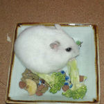 ブロッコリーを食べるアイ