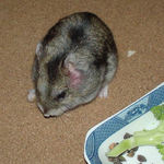 バナナチップを食べるユウキ