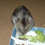 ブロッコリーを食べるユウキ