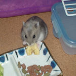 バナナチップを食べているコーキ