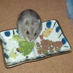 ブロッコリーを食べるコーキ