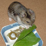 小松菜を食べるユウキ