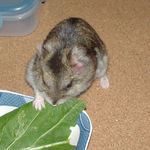 がっちり掴んで食べてます