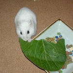 小松菜を食べるアイ