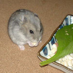 コメコメポップを食べるコーキ