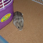 散歩中のコーキ