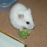 ブロッコリーを食べるアイ