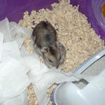 ケージの中にいるユウキ