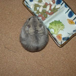 ブロッコリーを食べるコーキ