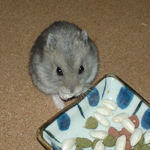 コメコメポップを食べてます。