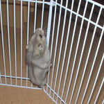 サークルを昇るコーキ