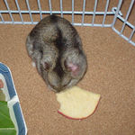 りんごチップを食べるユウキ